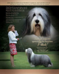 Frank-Z's Sire- Sengalas Frankly Classical