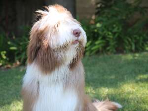 08-2016 Reese-Sapphire play