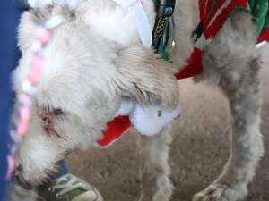 12-03-2017 BCCSC Holiday Party