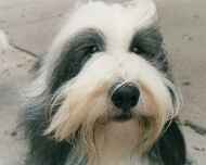 winston face