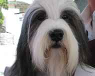 IMG_0110-dog show-winston-face