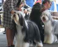 IMG_0119-dog show-winston