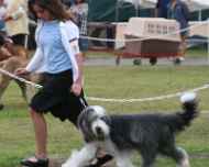 Brittany-Ebony moving regional-dog show