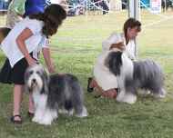 Ebony stacked-patty regional-dog show