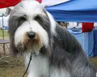IMG_2503 regional-dog show