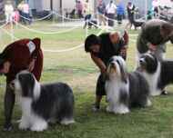 IMG_2519 regional-dog show