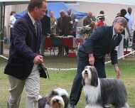 Jimmy-Emma-ray harrington regional-dog show