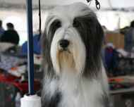 Hermoine2-nationall-dog show