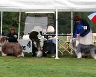 brittany-ebony-BOB-nationall-dog show