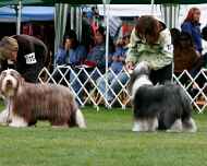 brittany-ebony-BOB1-nationall-dog show