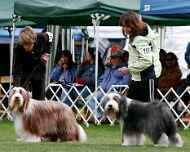 brittany-ebony-BOB2-nationall-dog show