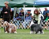 brittany-ebony-BOB3-nationall-dog show