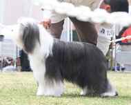 IMG_4828 ebony-dog show-regional