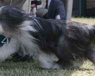 Ebony newsltr 4918 dog show