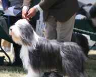IMG_4921 ebony-dog show