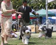 IMG_4943 ebony-dog show