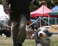 IMG_4944 ebony-dog show