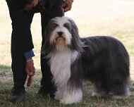 Ebony newsltr 2 - 5135 ebony-dog show-CH