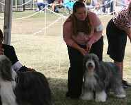 IMG_5142 ebony-dog show-CH