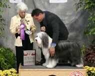 _MG_5152 ebony-dog show-CH