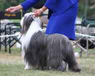 IMG_5955 national-dog show -maggie
