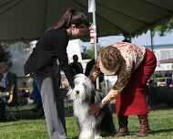 IMG_7316-sapphire-sarah-dog show
