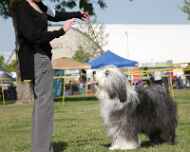 IMG_7323-sapphire-sarah-dog show