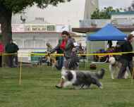 IMG_7334 meaghan-viva-dog show