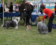 IMG_7390 sarah-sapphire-dog show