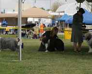 IMG_7457 mary-willow-dog show
