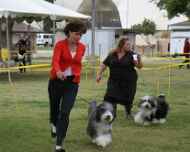 IMG_7465 mary-willow-dog show