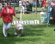 IMG_8622-Trip dog-show