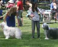 IMG_8627-Tina-sarah-Sapphire dog-show