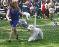 IMG_8640-Tina dog-show