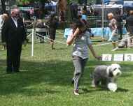 IMG_8679-sarah-Sapphire dog-show