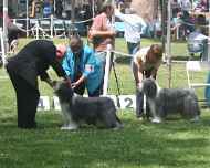 IMG_8695-Phoebe-Willow dog-show