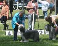 IMG_8697-Phoebe-Willow dog-show