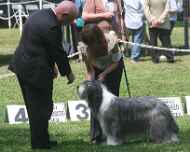 IMG_8698-Willow dog-show