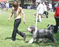 IMG_8714-Willow dog-show