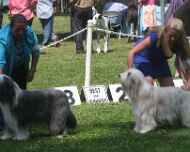 IMG_8721-Phoebe-Tina dog-show