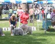 IMG_8723-Johnny-Quinn-Trip-Tina dog-show