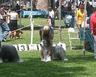 IMG_8726-Johnny-Quinn-Trip-Tina dog-show