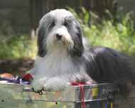 IMG_8748 sapphire-dog show