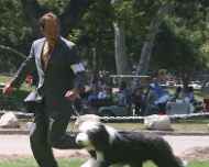 IMG_8772-Evan-dog show