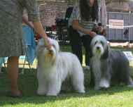 IMG_8783-Tina-Sapphire-dog show