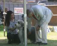 IMG_8799-Sapphire-dog show