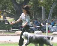 IMG_8822-Sapphire-dog show
