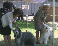 IMG_8850-Willow-Tina-dog show