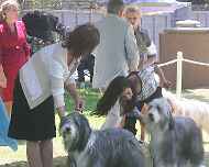 IMG_8851-Willow-Sapphire-dog show