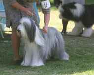 IMG_8864-Quinn-dog show